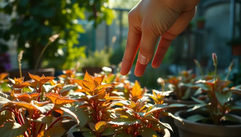 Plantes fanées et desséchées dans un jardin par temps de canicule